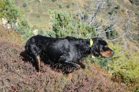 Setter-Gordon Esemplare di Setter Gordon