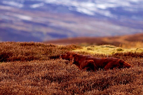 Setter-Irlandese Esemplare di Setter Inglese